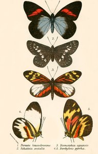 Papillons - English School