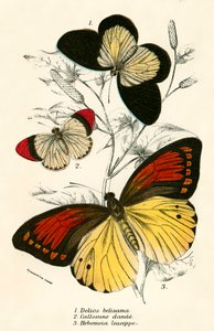 Papillons - English School