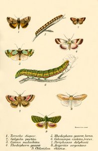 Papillons - English School
