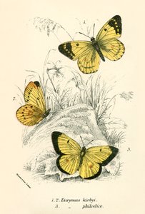 Papillons - English School