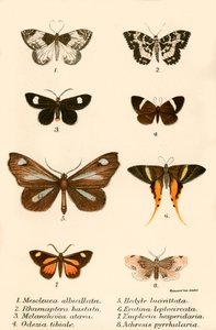 Papillons - English School