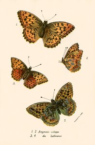 Papillons - English School