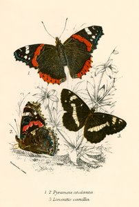 Papillons - English School