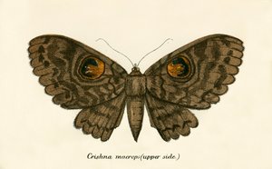 Papillons