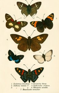 Papillons - English School