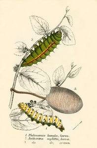 Papillons - English School