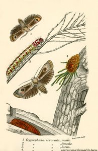 Papillons - English School