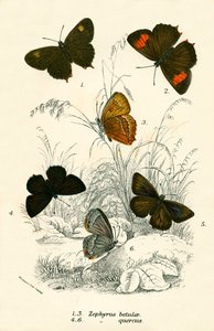 Papillons - English School