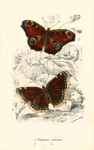 Papillons - English School