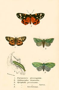 Papillons - English School