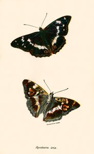 Papillons - English School