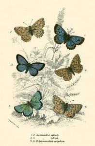 Papillons - English School