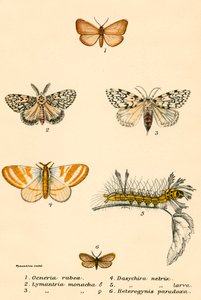 Papillons - English School