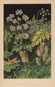 Papillons et mites déguisés, au repos - English School