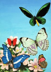 Montage de papillons - English School