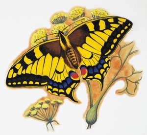 Papillon - English School