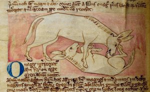 Âne sauvage, du Bestiaire