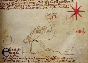 CCA-LitMs/D/10 fol. 16r Autruche, du Bestiaire - English School