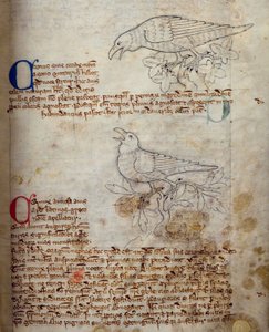 Corbeau et corneille, du Bestiaire