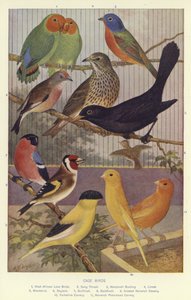 Oiseaux en cage - English School