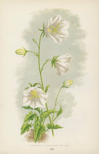 Campanula Carpatica B Alba - English School