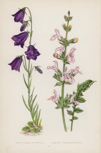 Campanula Linifolia; Salvia Taraxacifolia - English School
