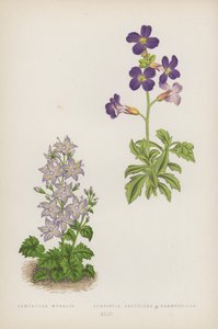 Campanule des Murs ; Aubriète à Grandes Fleurs (lithographie en couleur) - English School