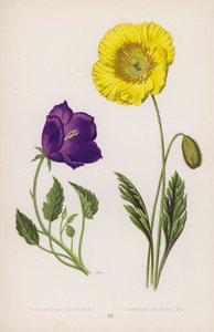 Campanula Turbinata; Papaver Nudicaule - English School