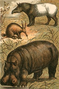 Fourmilier du Cap, Tapir malais et Hippopotame - English School