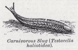 Limace carnivore, Testacella haliotidea - English School