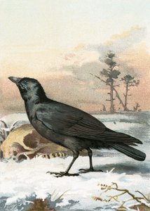 Corbeau freux - English School