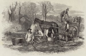 Carottes pour le marché de Londres - English School
