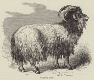 Chèvre cachemire (gravure) - English School