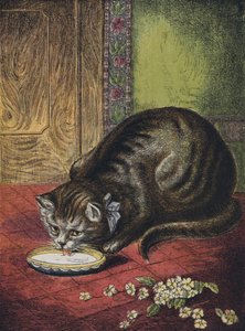 Chat buvant du lait - English School