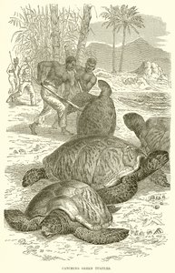 Capture de tortues vertes