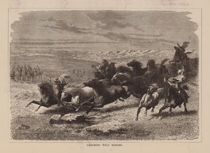 Attraper des chevaux sauvages (gravure) - English School
