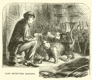 Chats recevant des rations - English School