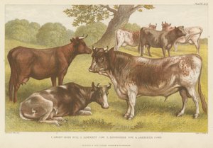 Bétail (gravure en couleur)