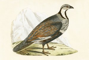 Perdrix des neiges du Caucase, illustration de 