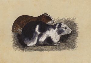 Cavy - English School