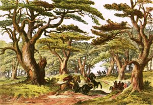 Cèdres du Liban - English School