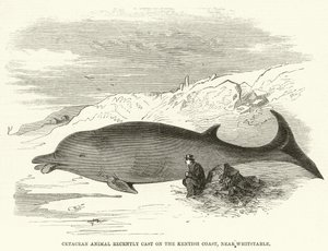 Cétacé récemment échoué sur la côte du Kent, près de Whitstable (gravure)