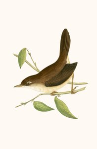 Fauvette de Cetti, illustration de 