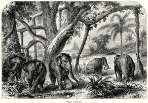 Éléphants de Ceylan (gravure) - English School
