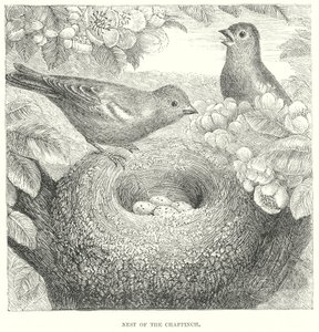 Pinson (gravure) - English School