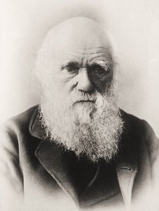 Charles Darwin - English School