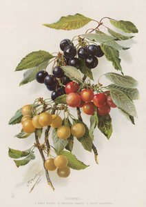 Cerises - English School