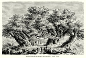 Châtaignier des cent chevaux : L