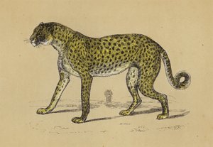Guépard - English School