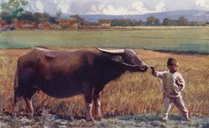 Enfants de Chine : Enfant menant un buffle - English School